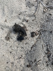 Scarabaeus intricatus