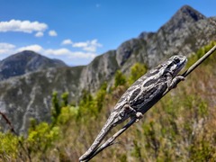 Bradypodion barbatulum