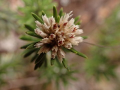 Chionolaena