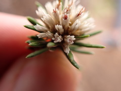 Chionolaena