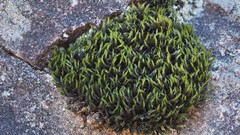 Grimmia trichophylla