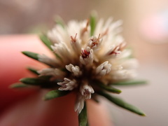 Chionolaena