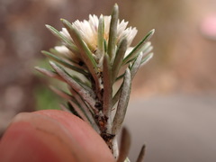 Chionolaena