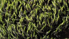 Grimmia trichophylla