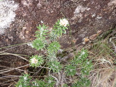 Chionolaena