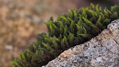 Grimmia trichophylla