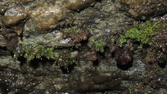 Hymenostylium gracillimum