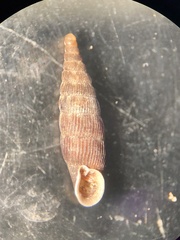 Macrogastra attenuata