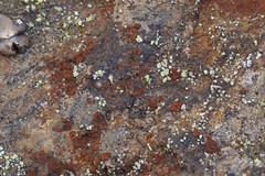 Lecanora epanora