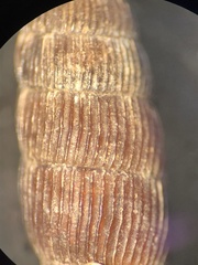 Macrogastra attenuata