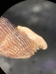 Macrogastra attenuata