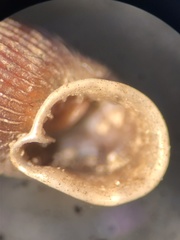 Macrogastra attenuata