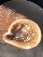 Macrogastra attenuata