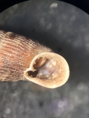 Macrogastra attenuata