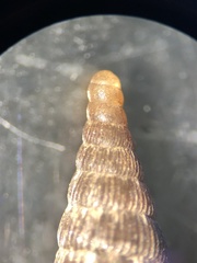 Macrogastra attenuata