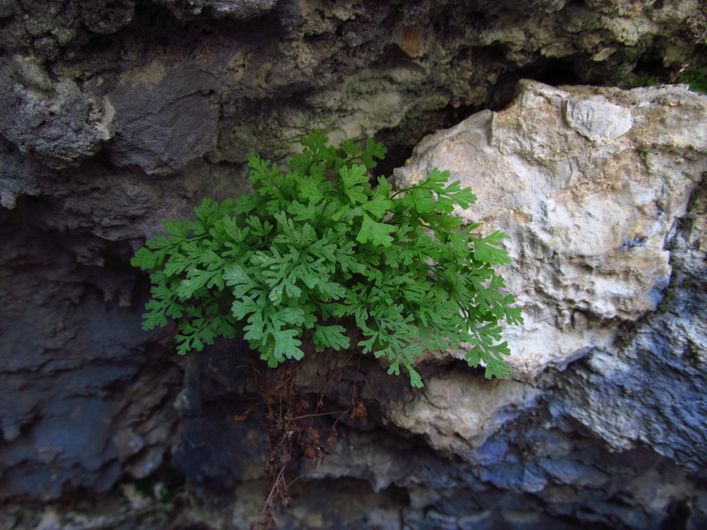 Asplenium lepidum