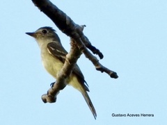 Empidonax minimus
