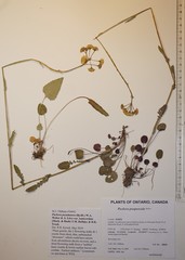 Packera pseudaurea semicordata