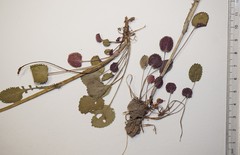 Packera pseudaurea semicordata
