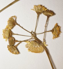 Packera pseudaurea semicordata