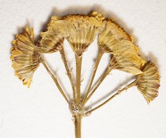 Packera pseudaurea semicordata