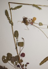 Packera pseudaurea semicordata