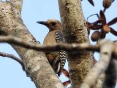 Melanerpes aurifrons