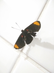 Melanis unxia