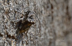 Dichostates compactus