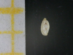 Siphonaperta aspera