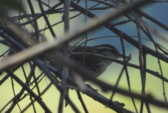 Thryophilus pleurostictus