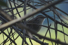 Thryophilus pleurostictus