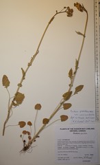 Packera pseudaurea semicordata