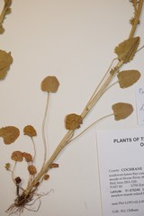 Packera pseudaurea semicordata