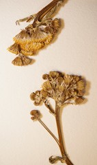 Packera pseudaurea semicordata