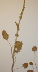Packera pseudaurea semicordata