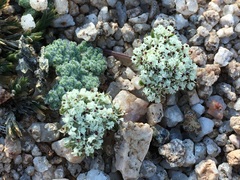 Oreonana clementis