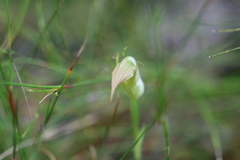 Pterostylis acuminata