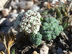Oreonana clementis