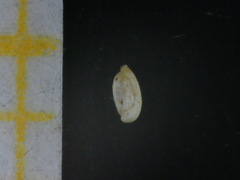 Siphonaperta aspera