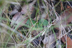 Pterostylis acuminata