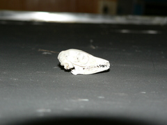 Elephantulus rupestris