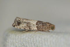 Gypsonoma aceriana