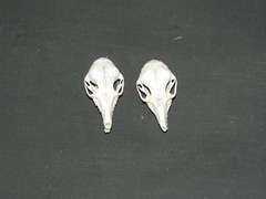 Elephantulus rupestris