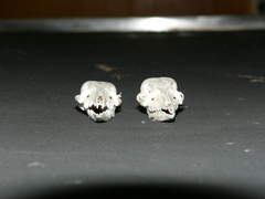 Elephantulus rupestris