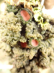 Leptogium phyllocarpum