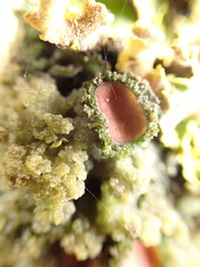 Leptogium phyllocarpum