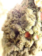 Leptogium phyllocarpum