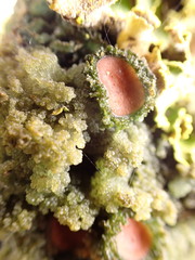 Leptogium phyllocarpum