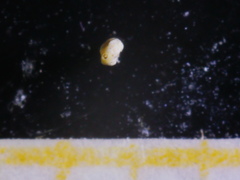 Siphonaperta aspera